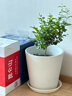 獨(dú)桿筆尖茉莉花苗盆栽室內(nèi)植物白茉莉 獨(dú)桿筆尖茉莉5年苗  不含盆 曬單實(shí)拍圖