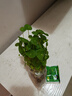 銅錢草水培植物室內(nèi)辦公室桌面盆栽花卉四季常青綠植凈化空氣懶人 銅錢草帶葉子特惠款51-70根+營養(yǎng)液【1份】 不含盆 曬單實拍圖