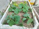 北蔬 蔬菜種子苗生菜菠菜小香蔥芹菜陽(yáng)臺(tái)四季菜種籽 12種蔬菜種子套餐 曬單實(shí)拍圖