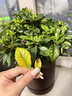 八個(gè)老頭植物菌立清通用型免稀釋微生物殺菌植物抗菌白粉炭疽黑斑黃葉通用 菌立清300ml*1瓶 曬單實(shí)拍圖