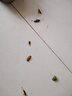 厚生殺蟑膠餌蟑螂藥窩吡蟲(chóng)啉滅蟑螂蜚蠊小蠊家用廚房殺蟲(chóng)劑蟑螂端室內(nèi) 10g 1盒 殺蟑餌劑 曬單實(shí)拍圖