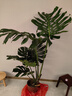臨雅綠植客廳大盆栽天堂鳥室內(nèi)綠植盆栽大葉綠蘿柱散尾葵大型植物落地 提根龜背竹1.3-1.5米+圓球盆 曬單實拍圖