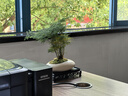 聽雪樓文竹盆栽植物室內(nèi)花卉盆景客廳辦公室桌面小綠植云竹四季常青  文竹+船型冰裂盆+底托+苔蘚 曬單實(shí)拍圖