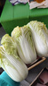 云南高原娃娃菜新鮮蔬菜生鮮乾隆白菜早餐火鍋必備產(chǎn)地直發(fā) 淺黃色 新鮮娃娃菜3顆裝*1包 曬單實(shí)拍圖