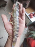 竹節蝦 特大蝦類(lèi) 鮮活海捕速凍大斑節蝦九節蝦對蝦海鮮水產(chǎn)生鮮 竹節蝦大號  5只/盒 350g(凈重)  350g/盒 * 4盒 曬單實(shí)拍圖