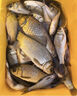 dmpt德國非進(jìn)口誘食劑釣魚(yú)小藥正品魚(yú)餌信息素強效誘魚(yú)添加劑噴劑 DMPT開(kāi)口劑1瓶-釣魚(yú)神器黑科技 神經(jīng)誘導素黑坑野釣 曬單實(shí)拍圖