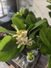臨雅的花園香水檸檬樹苗盆栽可結(jié)果樹苗可食用大型綠植室內(nèi)客廳四季好養(yǎng)植物 檸檬樹1.2-1.4米+白色圓柱盆 曬單實(shí)拍圖