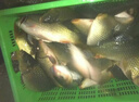 黑坑鯉魚專用小藥一瓶搞定套裝偷驢回鍋老滑魚中藥酒誘魚劑添加劑 一瓶搞定+鯉魚中藥酒（通殺套裝) 曬單實(shí)拍圖