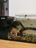 寵小島溪流缸2025新款魚缸制氧一體式懶人生態(tài)造景側(cè)濾溪流缸 溪流缸80x25x25【增氧過濾】加厚原生缸 曬單實拍圖