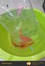 純種錦鯉精品冷水魚大型昭和招財(cái)錦鯉魚池養(yǎng)殖庭院觀賞魚錦鯉 （雙喜臨門）20-23cm2條 精選發(fā) 曬單實(shí)拍圖