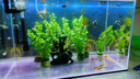 FENPAN硝化細(xì)菌魚缸用凈水劑養(yǎng)魚池塘凈化水質(zhì)穩(wěn)定劑烏龜水族消化活菌液 硝化細(xì)菌+亞甲基藍(lán)+高錳酸鉀710ml+送凈水片 【送稀釋工具】量杯、滴管、手套 曬單實(shí)拍圖