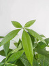 辦公室桌面室內綠植小盆栽奶油風(fēng)擺件四季好養室內吸甲醛凈化空氣 五福發(fā)財樹(shù)+米色提拉米蘇陶瓷盆+鋪面石 曬單實(shí)拍圖
