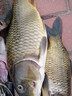 獵途潛水超強(qiáng)光手電P90大光杯遠(yuǎn)射深防海水海捉魚水下蝦蟹照明作業(yè)燈 p90 白光 標(biāo)準(zhǔn)套餐三電雙充 曬單實(shí)拍圖