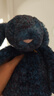 Jellycat致臻害羞霍普斯康邦尼兔毛絨玩偶2025秋冬新品生日七夕情人節(jié)禮物 藍(lán)色 Medium 曬單實(shí)拍圖