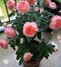 京悠雨玫瑰花樹(shù)苗老樁月季花苗灌木大花盆栽室內外四季開(kāi)特大花濃香老根 混色三顆【粉天方*赤玉*節日禮花】 裸根不帶土 曬單實(shí)拍圖