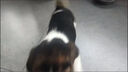 時(shí)染比格犬警犬小狗米魯犬獵兔犬狗狗大耳朵寵物小型獵犬幼犬短毛狗狗 寵物級 母 曬單實(shí)拍圖