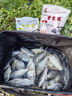劉志強餌料釣魚魚餌全能腥全能香魚餌料野釣鯽魚專用鯉魚釣魚餌料 【廣譜綜合餌】全能香 * 1 曬單實拍圖
