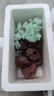 火山石定植環(huán)水草底沙魚(yú)缸造景裝飾新手懶人綠植打孔固定植物底座 打孔火山石20個(gè)【送固定棉】 曬單實(shí)拍圖