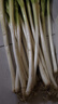 農(nóng)家自種精品山東大蔥特級(jí)新鮮鐵桿長(zhǎng)白蔥農(nóng)家毛蔥香蔥現(xiàn)挖便宜 山東大蔥（帶老皮）帶箱 4斤 曬單實(shí)拍圖