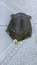 千島湖生態(tài)甲魚足年足齡生長中華鱉活體 大老鱉活體王八清水鱉 鮮活 5齡900g鮮活公鱉 生態(tài)甲魚-鮮活到家 曬單實(shí)拍圖