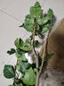 意軒 扶?；ㄅ柙灾匕晁募揪G植朱槿牡丹芙蓉花盆栽庭院花卉容易養(yǎng)的 黃色扶桑 4年苗 曬單實拍圖