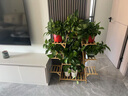 絲竹閣花架置物架陽(yáng)臺(tái)落地式創(chuàng)意客廳多肉實(shí)木多層網(wǎng)紅花盆靠墻綠蘿架子 A字原色9層 曬單實(shí)拍圖