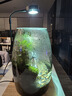 丘辰苔蘚微景觀養(yǎng)魚生態(tài)瓶diy辦公室內(nèi)桌面綠植擺件花卉盆栽生日禮物 翠微松（實木底座） 曬單實拍圖