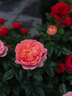 索尼(SONY) α A6400 A6300 A6600 a6100視頻直播4K二手微單相機 A6400(16-50mm) 套機（黑銀顏色隨機） 準新 曬單實拍圖
