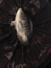 川澤羅非袖子線雙鉤碳線長柄成品魚鉤子線掛仕綁好防纏繞飛磕袖鉤套裝 8號鉤+碳線1.5+長65cm 【羅非無刺袖鉤20付】 曬單實拍圖