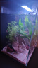 臨雅魚(yú)缸水培植物造景水杉樹(shù)苗一木成景水草水生植物活體水養(yǎng)植物盆栽 水培水杉20-30cm(新手易養(yǎng)/有水就活) 10棵 曬單實(shí)拍圖