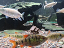 FKSC魚缸躲避屋造景套餐莫斯水草魚蝦躲避罐擺件裝飾懶人快速成景 莫斯小屋 曬單實(shí)拍圖