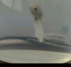 【泰國進(jìn)口精品斗魚】觀賞魚苗金魚熱帶好養(yǎng)耐活體淡水半月婚紗魚 S級*粉白公下單送魚食 曬單實(shí)拍圖