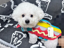 TOUCHDOG寵物狗狗游泳衣救生衣夏海邊泳池戶外安全牽引大中小型犬 黃色 M碼【建議15-30斤】 曬單實拍圖