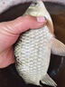海藻絲水母狀態(tài)粉水拉餌野釣溪流羅非魚餌料紅蟲伴侶拉絲粉增粘劑 提純超細(xì)水母粉狀態(tài)餌【1瓶】 拉大小米魚餌添加劑拉大球釣餌 曬單實(shí)拍圖