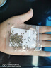 花中酷   倒吊黃種子黃花倒水蓮種子大遠志藥材種籽觀(guān)音串林木花卉種苗 約20粒) 曬單實(shí)拍圖