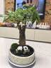 綠蔭巷子發(fā)財(cái)樹盆栽室內(nèi)桌面創(chuàng)意綠植招財(cái)樹文竹室內(nèi)文竹旺宅送禮禮物 單桿發(fā)財(cái)樹【白巖石盆】熊貓+苔蘚卡牌 曬單實(shí)拍圖