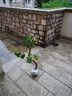 采夢(mèng) 葡萄樹(shù)苗南方北方種植盆栽苗葡萄樹(shù)苗 陽(yáng)光玫瑰4CM粗1顆源頭直發(fā) 曬單實(shí)拍圖