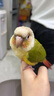 寵樂凱鸚鵡飼料鳥糧新黃谷子帶殼小米虎皮鸚鵡飼料玄鳳牡丹專用鳥食糧食 2.5kg 精選A級(jí)新糧【超值裝】 曬單實(shí)拍圖