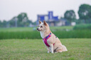拉夫威爾ruffwear嗨輕狗狗胸背帶狗背帶中小型犬雪納瑞背帶式狗狗牽引繩 朝霞粉 XS 曬單實拍圖