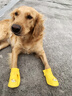 嬉皮狗（hipidog）卡通硅膠雨鞋狗狗大型犬金毛大狗雨天外出防滑耐磨防水寵物狗鞋子 洛克黃 3XL 9.3*7.4cm建議體重45-65斤 曬單實(shí)拍圖