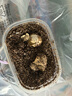 烏龜?shù)翱煞趸馓林腥A草龜?shù)皩櫸锏靶W(xué)生孵化烏龜活物龜龜受精蛋 2顆蛋（孵化盒+蛭石+噴壺 +糧） 中華草龜?shù)?曬單實拍圖