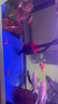 老漁匠魚缸電動(dòng)換水神器洗沙清洗吸便器缸底清潔 全銅電機(jī)1500L/H標(biāo)準(zhǔn)版【換水·吸便】 曬單實(shí)拍圖