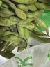 睿智虎（RUIZHIHU）女童鯊魚褲夏季外穿兒童運動打底褲薄款女大童白色瑜伽芭比褲子 黑色（春夏薄款） 150 身高135-145cm 曬單實拍圖