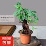 何首烏盆栽盆景老樁植物根球盆景爬藤植物中草藥植物盆栽盆景 120#何首烏（15年根球）20-30cm高 曬單實拍圖