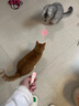 JCZS德國(guó)品牌逗貓激光筆不傷眼貓充電激光燈貓玩具貓咪小貓激光筆逗貓 粉色(USB充電款) 曬單實(shí)拍圖