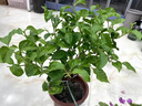 三角梅大苗盆栽綠櫻老樁三角梅室內(nèi)外植物四季好養(yǎng)活 三角梅大苗橙桑巴40-50厘米（不含盆） 曬單實拍圖
