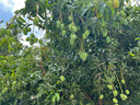 富立仕不銹鋼鋤頭種菜種花戶(hù)外園林園藝種植長(cháng)短柄多功能四齒鋤頭套裝 1.2米圓柄不銹鋼窄口鋤 曬單實(shí)拍圖