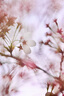LOMOGRAPHYLomogarphy Nour Triplet V 2.0/64 Bokeh Control 諾爾柔焦無反藝術(shù)鏡頭 黃銅版 索尼 E卡口 曬單實(shí)拍圖
