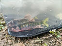 漁樂(lè )地帶小物釣餌料溪流魚(yú)餌面筋野釣綜合通殺一支搞定顆粒鯽鯉草羅非魚(yú)餌 腥味20g兩支 【攜帶方便 即開(kāi)即用】 曬單實(shí)拍圖