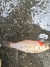 錦鯉活魚觀賞魚冷水魚淡水魚錦鯉活體魚苗錦鯉魚苗紅白錦鯉大型 紅白錦鯉10-13cm9條 曬單實(shí)拍圖